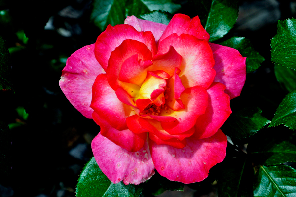 Rainbow Sorbet rose